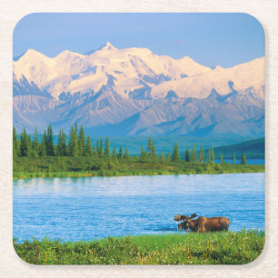 Bull moose in Wonder Lake Square Paper Coaster