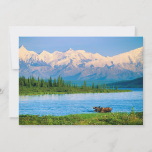 Bull moose in Wonder Lake Thank You Card