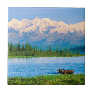 Bull moose in Wonder Lake Tile