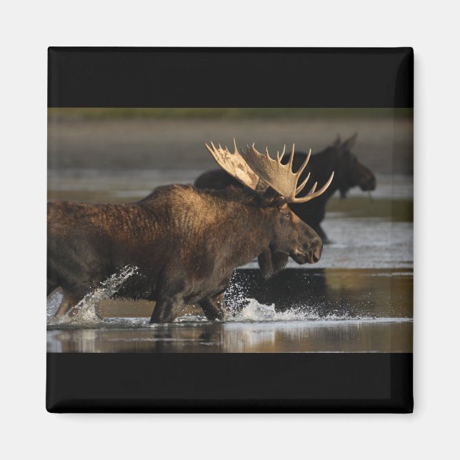 Bull Moose Magnet (Front)