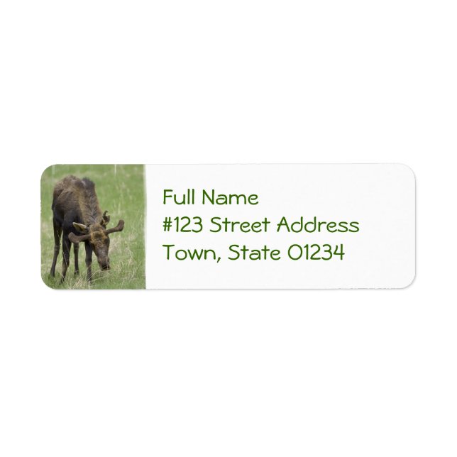 Bull Moose Mailing Label (Front)