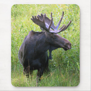 Bull Moose Mouse Mat