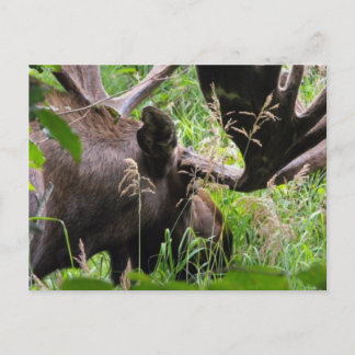 Bull Moose Postcard