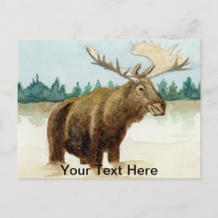 Bull Moose Postcard