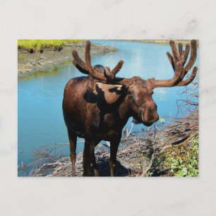 Bull Moose Postcard