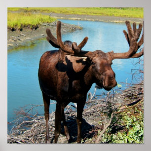 Bull Moose Poster Print
