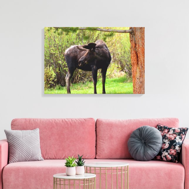 Bull Moose Rocky Mountain National Park Canvas Print (Insitu(LivingRoom))