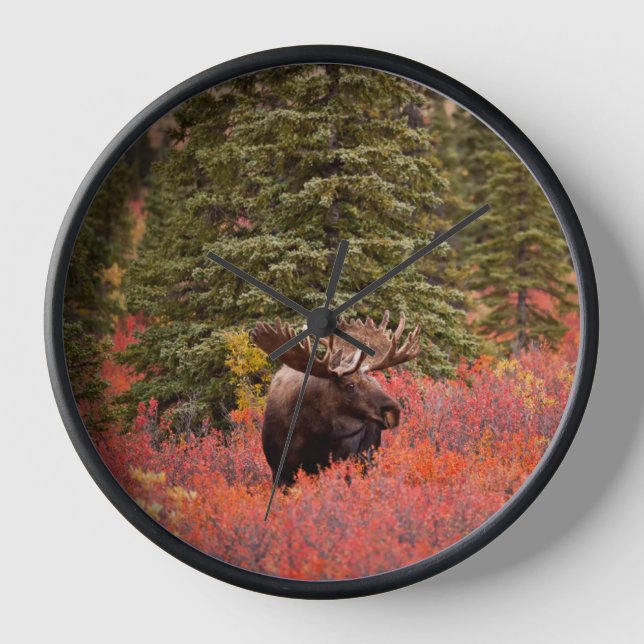 Bull Moose Standing In Red Dwarf Birch Clock (Front)