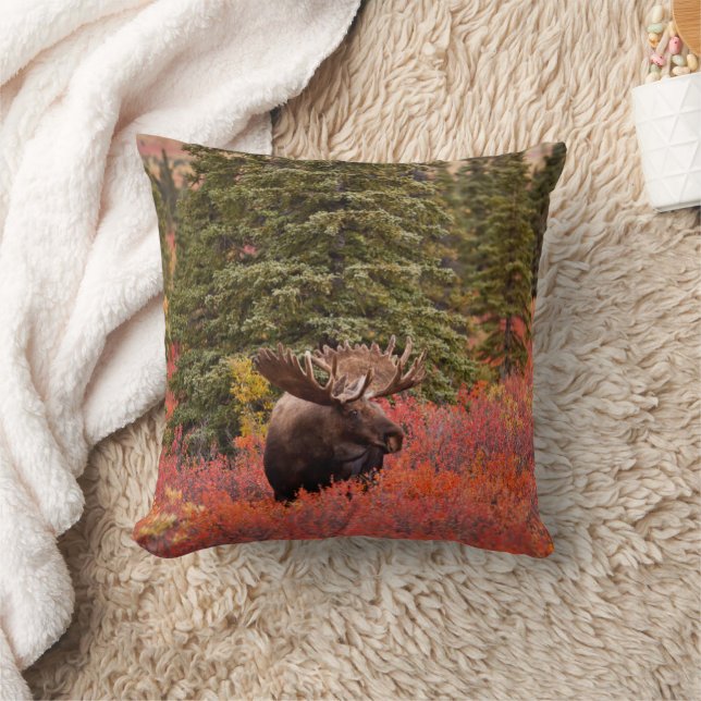 Bull Moose Standing In Red Dwarf Birch Cushion (Blanket)