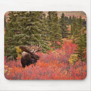 Bull Moose Standing In Red Dwarf Birch Mouse Mat