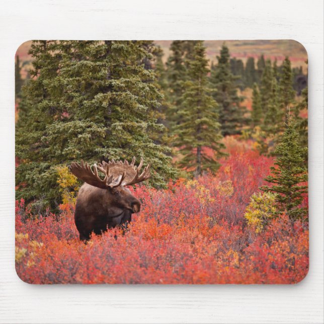 Bull Moose Standing In Red Dwarf Birch Mouse Mat (Front)