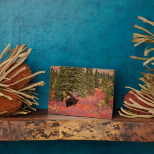 Bull Moose Standing In Red Dwarf Birch Plaque