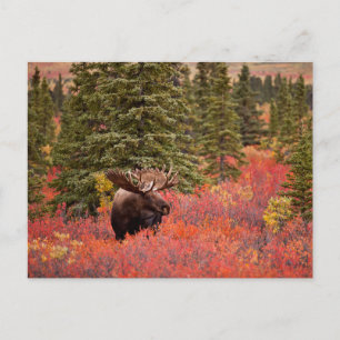 Bull Moose Standing In Red Dwarf Birch Postcard