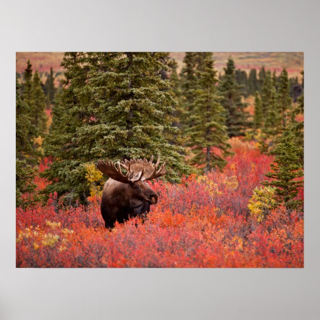 Bull Moose Standing In Red Dwarf Birch Poster (Front)