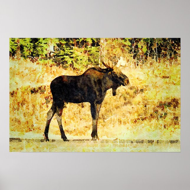 Bull Moose Standing Watercolor Painting Wildlife Poster (Front)