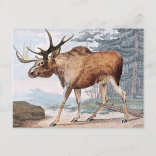 Bull Moose Vintage Drawing Postcard