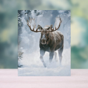 Bull Moose Walking Through Boreal Snow Acrylic Sign