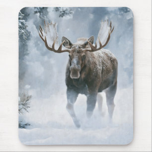 Bull Moose Walking Through Boreal Snow Mouse Mat