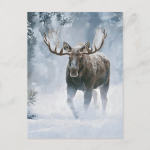 Bull Moose Walking Through Boreal Snow Postcard