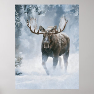 Bull Moose Walking Through Boreal Snow Poster