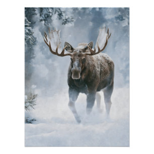Bull Moose Walking Through Boreal Snow Poster