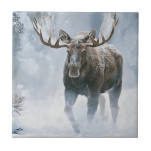 Bull Moose Walking Through Boreal Snow Tile