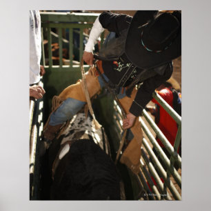 Bull rider tying rope on bull in the chute poster