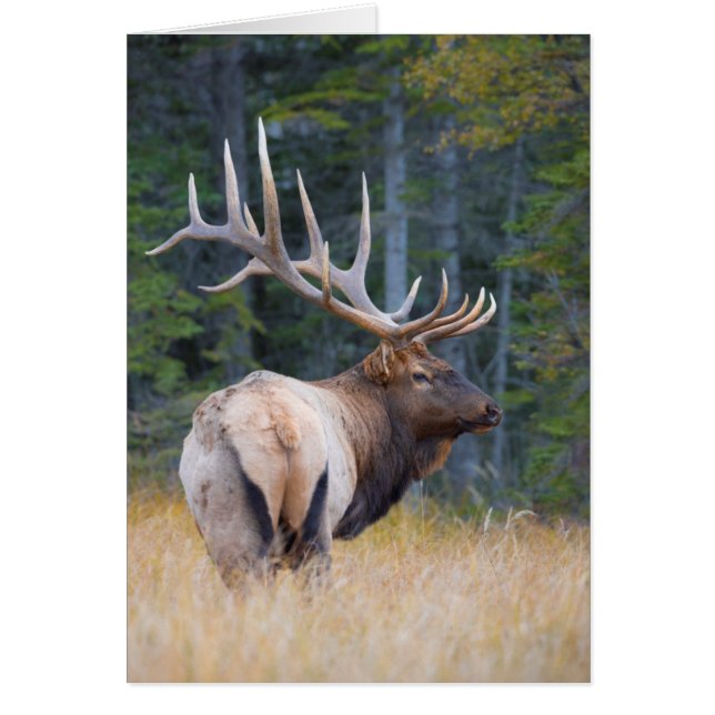 Bull Rocky Mountain Elk (Front)