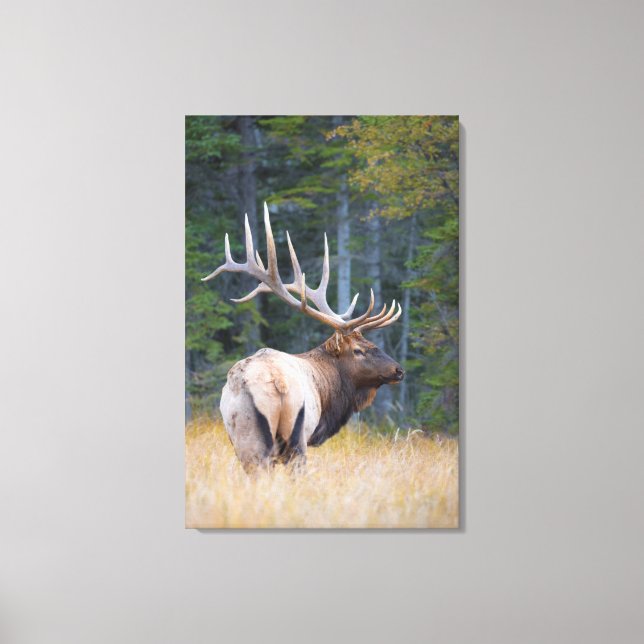 Bull Rocky Mountain Elk Canvas Print (Front)