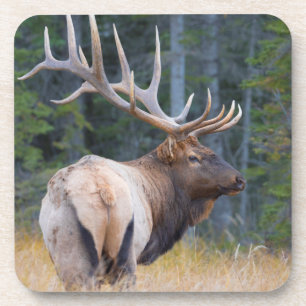 Bull Rocky Mountain Elk Coaster