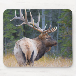 Bull Rocky Mountain Elk Mouse Mat
