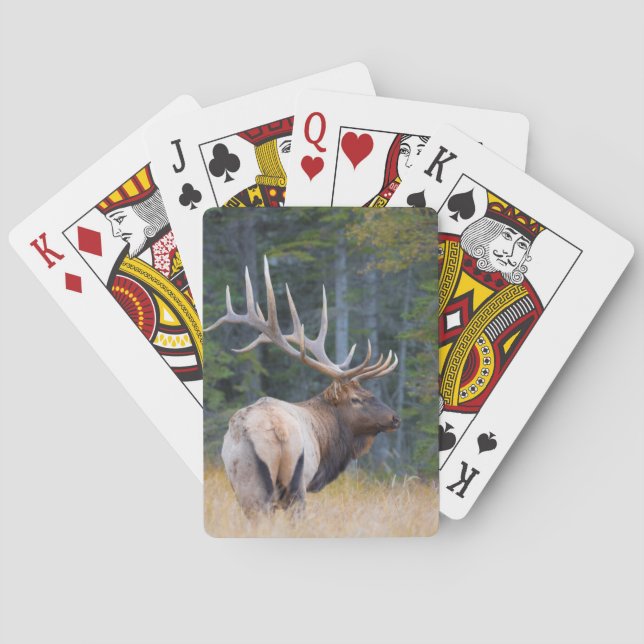 Bull Rocky Mountain Elk Playing Cards (Back)