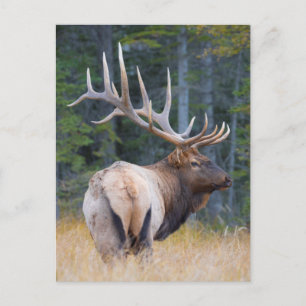 Bull Rocky Mountain Elk Postcard