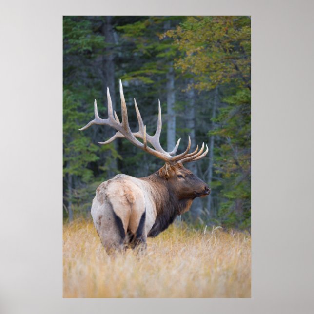 Bull Rocky Mountain Elk Poster (Front)