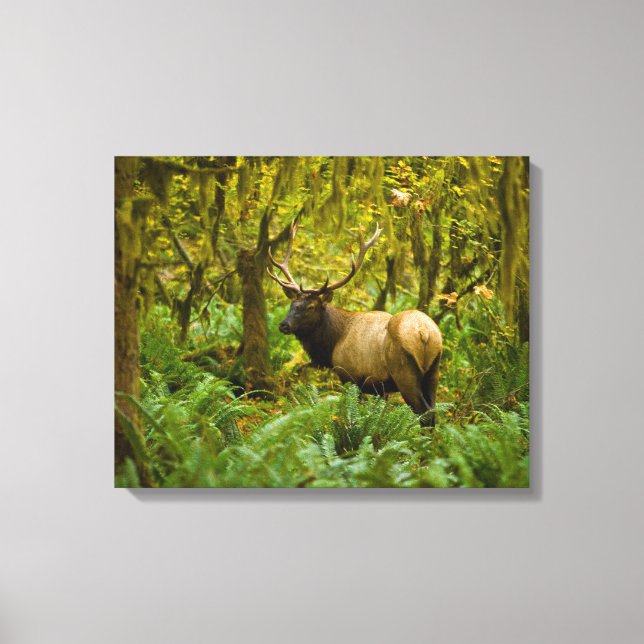 Bull Roosevelt Elk Canvas Print (Front)