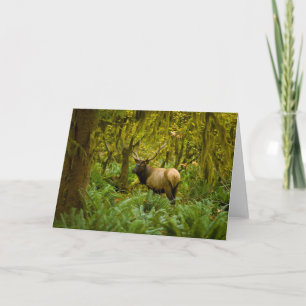 Bull Roosevelt Elk Card