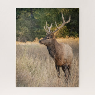 Bull Roosevelt Elk in grass   Washington State Jigsaw Puzzle