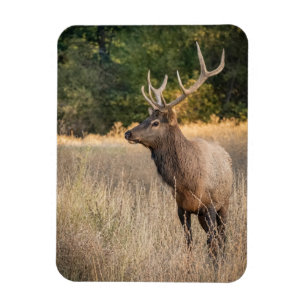 Bull Roosevelt Elk in grass Washington State Magnet