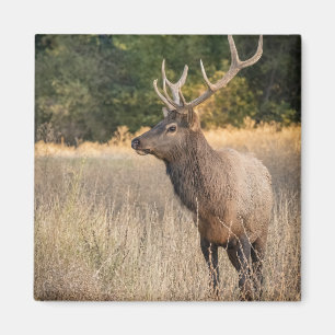 Bull Roosevelt Elk in grass Washington State Magnet