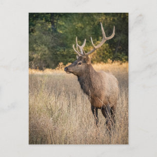 Bull Roosevelt Elk in grass Washington State Postcard
