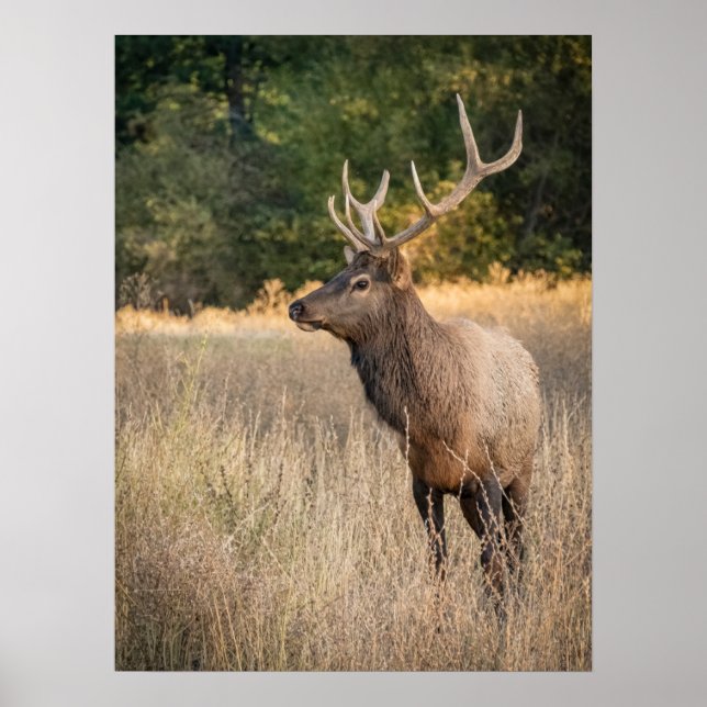 Bull Roosevelt Elk in grass | Washington State Poster (Front)