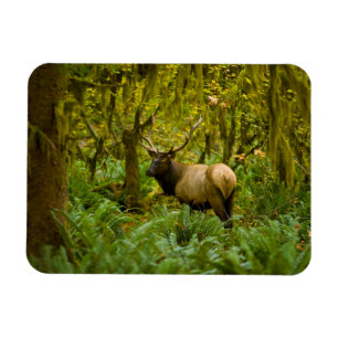 Bull Roosevelt Elk Magnet