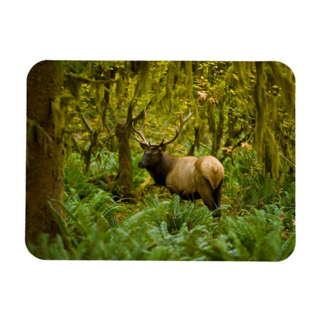 Bull Roosevelt Elk Magnet (Horizontal)