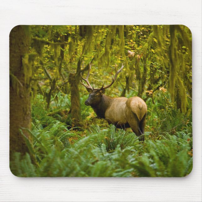 Bull Roosevelt Elk Mouse Mat (Front)