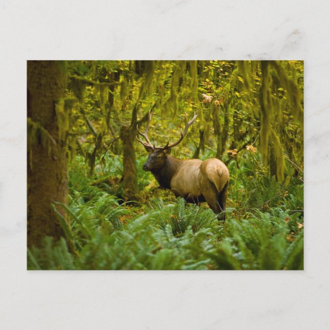 Bull Roosevelt Elk Postcard (Front)
