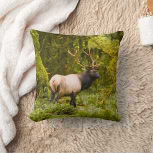 Bull Roosevelt Elk Standing In Meadow Cushion