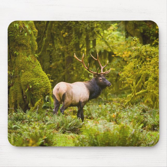 Bull Roosevelt Elk Standing In Meadow Mouse Mat (Front)