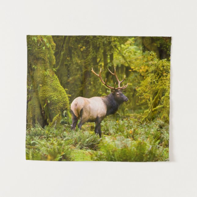Bull Roosevelt Elk Standing In Meadow Tapestry (Front (Horizontal))
