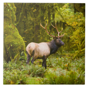 Bull Roosevelt Elk Standing In Meadow Tile