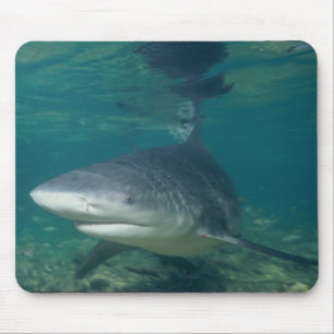 Bull Shark - Carcharhinus leucas Mouse Mat
